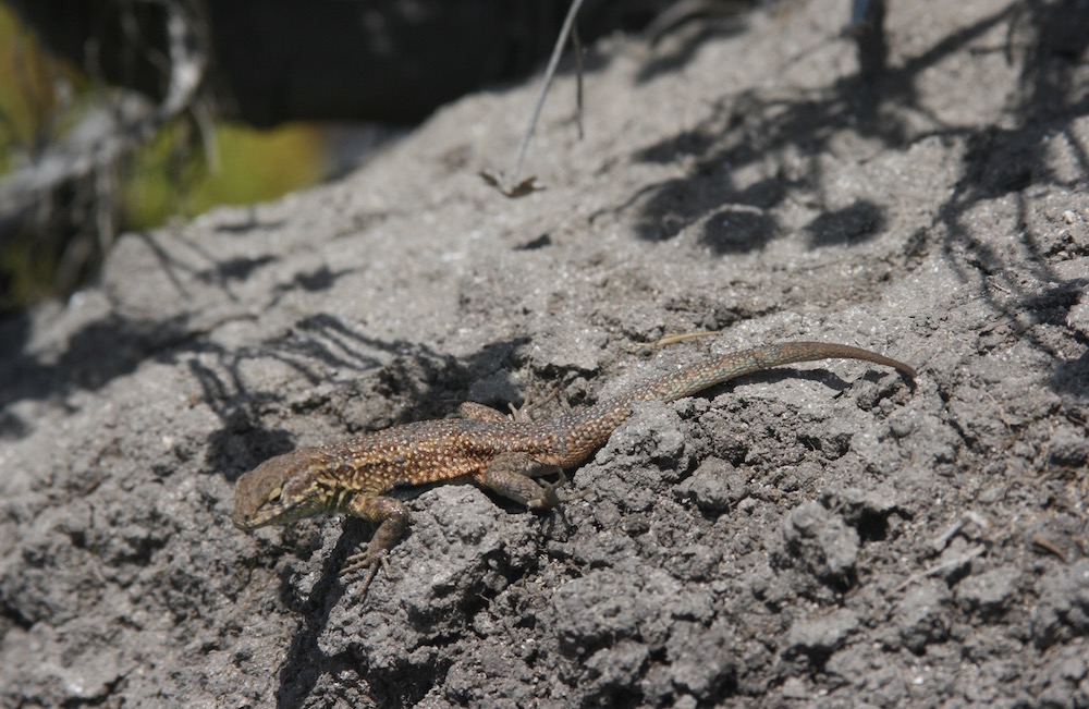 Southern Alligator Lizard - Channel Islands National Park (U.S. National  Park Service)